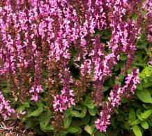 Salvia nemerosa 'Sensation Rose'