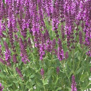 Salvia nemerosa 'Pink Friesland'