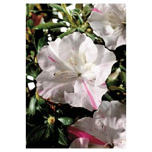 Azalea Rhododendron hybrid 'Roblem'