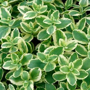 SEDUM 'AUTUMN CHARM'
