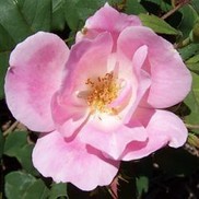 Rosa Radyod 'Knock Out Blushing'