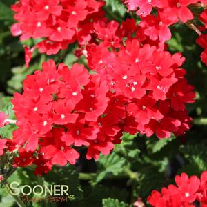 VERBENA 'TAYLORTOWN RED'