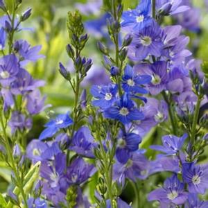 Veronica prostrata 'Goldwell'