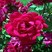 Rosa Radtko 'Knock Out Double Red'