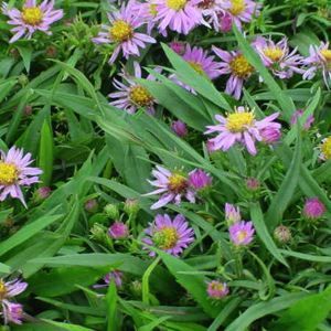 Aster dumosus 'Wood's Blue'