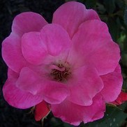 Rosa Radcon 'Knock Out Pink'