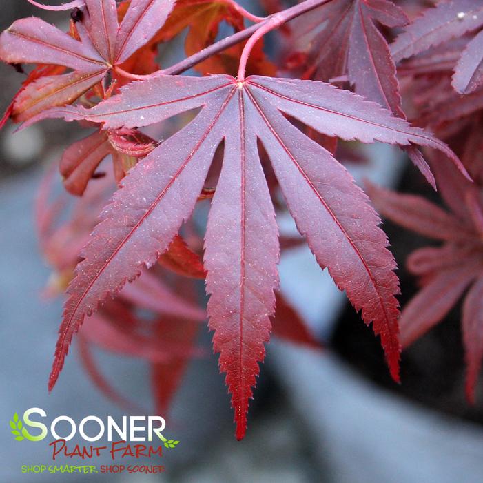 Acer palmatum 'Shaina'