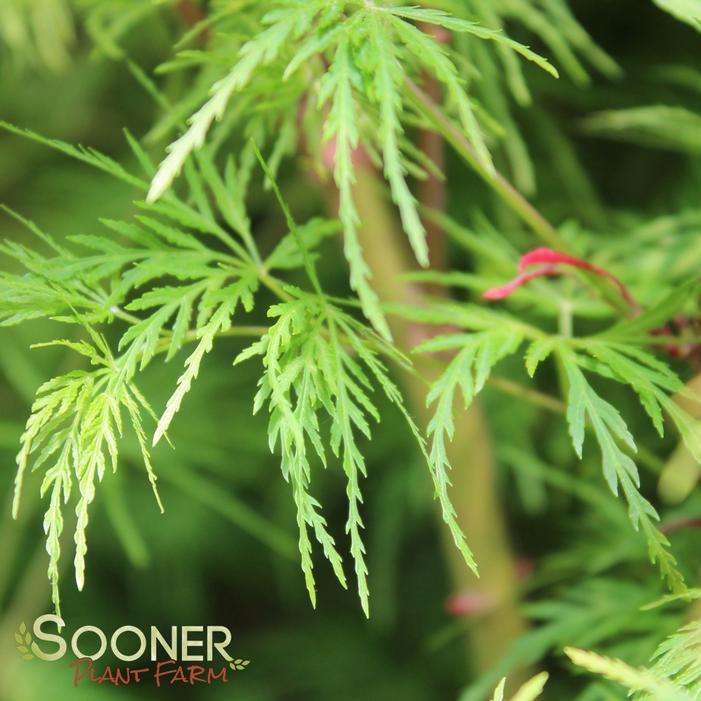 Acer dissectum (Laceleaf) 'Seiryu'