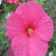 HARDY HIBISCUS 'AQUARIAN' FLEMING HARDY
