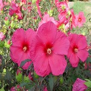 HARDY HIBISCUS 'ERUPTION' FLEMING HARDY