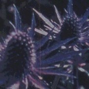 Eryngium planum 'Sapphire Blue'