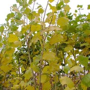 Populus deltoides 'Robusta'