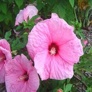 HARDY HIBISCUS 'DREAMCATCHER' FLEMING HARDY