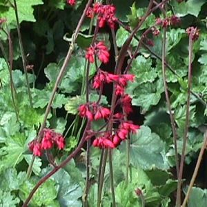 CORAL BELLS 'SPLENDENS'