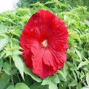 HARDY HIBISCUS 'TORCHY' FLEMING HARDY
