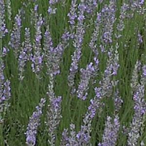 Lavandula x intermedia 'Fred Boutin'