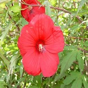 HARDY HIBISCUS 'FIREBALL' FLEMING HARDY