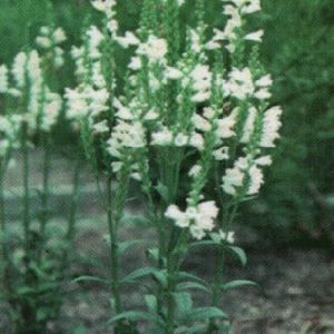 OBEDIENT PLANT 'MISS MANNERS'