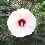 HARDY HIBISCUS 'CROWN JEWELS' FLEMING HARDY