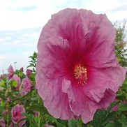 HARDY HIBISCUS 'FANTASIA' FLEMING HARDY
