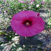 HARDY HIBISCUS 'PLUM CRAZY' FLEMING HARDY