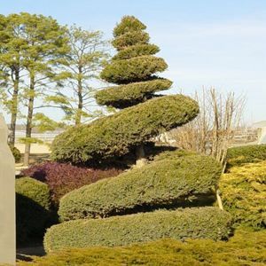 JUNIPER 'SPIRAL HETZI COLUMN'