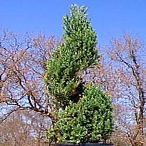 JUNIPER 'SPIRAL SPINEY GREEK'