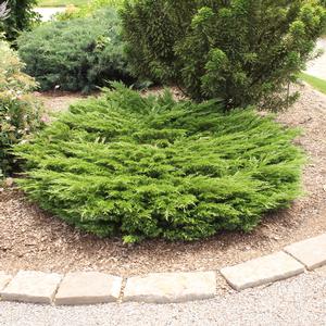 JUNIPER 'MINI ARCADIA'