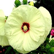 HARDY HIBISCUS 'OLD YELLA' FLEMING HARDY