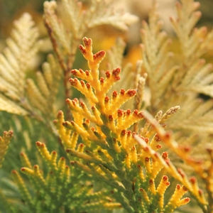 ARBORVITAE 'SUNKIST'