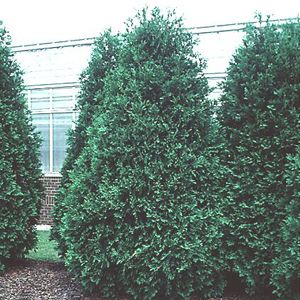 ARBORVITAE 'TECHNY'