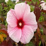 HARDY HIBISCUS 'KOPPER KING' FLEMING HARDY