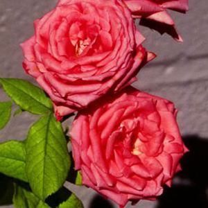 ROSE 'AMERICA CLIMBING'