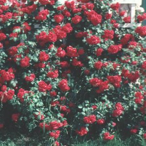 ROSE 'DON JUAN CLIMBING'