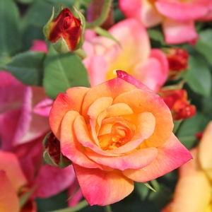 ROSE 'JOSEPH'S COAT CLIMBING'