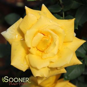 ROSE 'ROYAL GOLD CLIMBING'