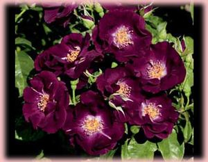 ROSE 'NIGHT OWL CLIMBING'