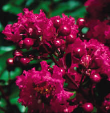 CRAPEMYRTLE RASPBERRY DAZZLE