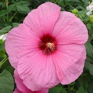 HARDY HIBISCUS 'ROYAL GEMS' FLEMING HARDY