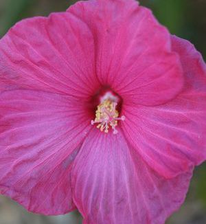 DWARF HARDY HIBISCUS 'FLEMING SATELLITE'
