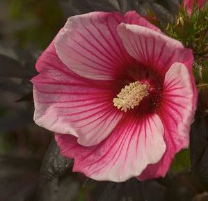 DWARF HARDY HIBISCUS 'FLEMING SMALL WONDER'
