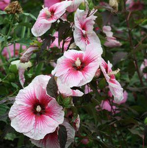 DWARF HARDY HIBISCUS 'FLEMING COPPER QUEEN'