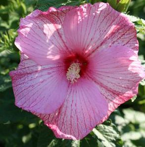 DWARF HARDY HIBISCUS 'FLEMING PINK COMET'