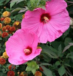 DWARF HARDY HIBISCUS 'FLEMING KUI NUKU'