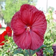HARDY HIBISCUS 'ROBERT FLEMING' FLEMING HARDY
