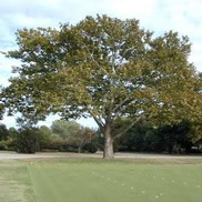 Platanus occidentalis 'American Sycamore Tree'
