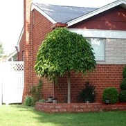 Morus alba 'Chaparral'
