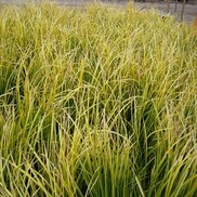 Acorus gramineus 'OGON'