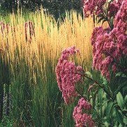 Calamagrostis acutiflora 'Karl Foerster'