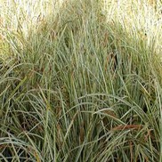 Carex marrowii 'Aurea Variegata'